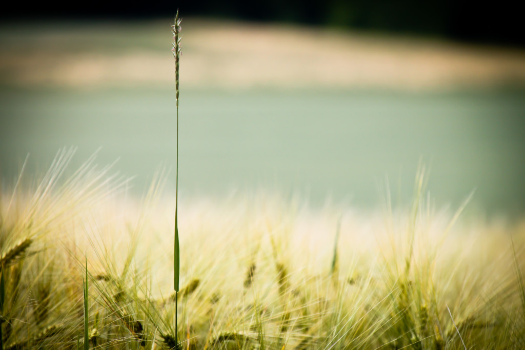 Black Sheep Field Feld Summer Sommer Macro Makro