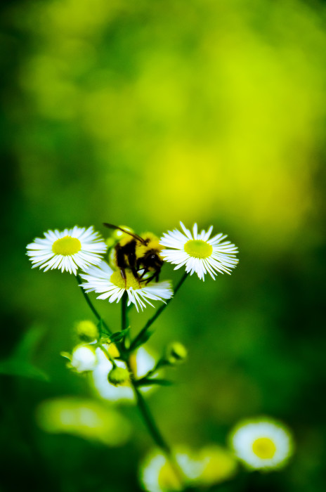 Burnout Bumblebee Hummel Plant Pflanze Flower Blume Insect Insekt Macro Makro