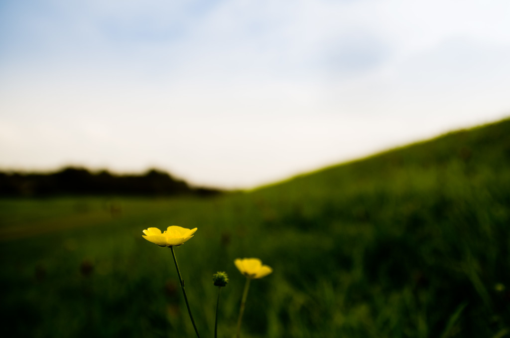 Buttercup Dyke Deich Flower Blume Macro Makro