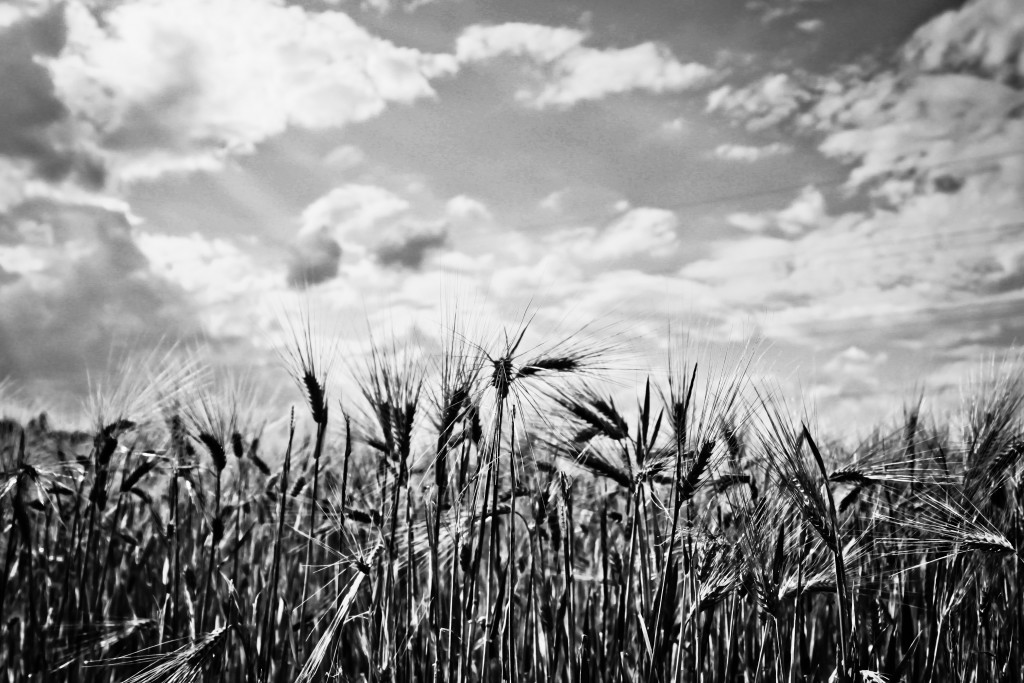 Catcher in the Rye Field Feld Summer Sommer