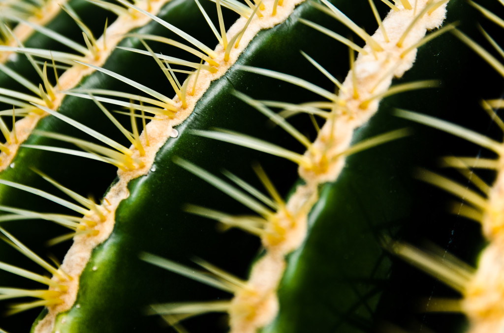 Caution Botanical Garden Kiel Botanischer Garten Cactus Kaktus Macro Makro