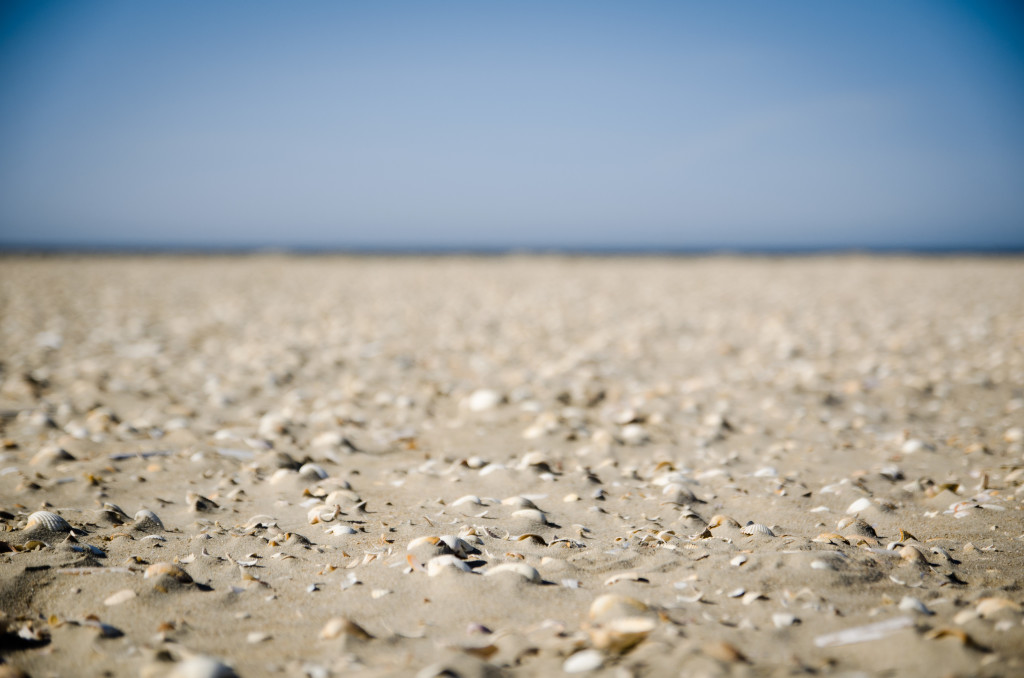 Crushed Rømø Beach Strand Shell MuschelSand Sea Meer