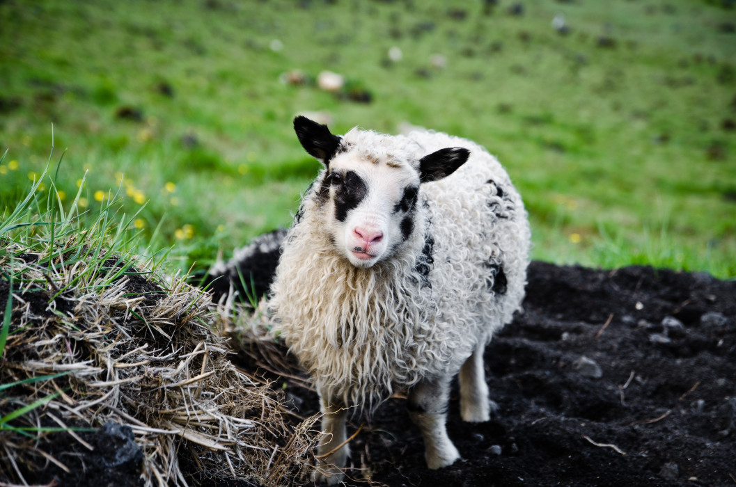 Curiosity Vestmannaeyjar Westmänner Iceland Island Sheep Schaf Lamb Lamm
