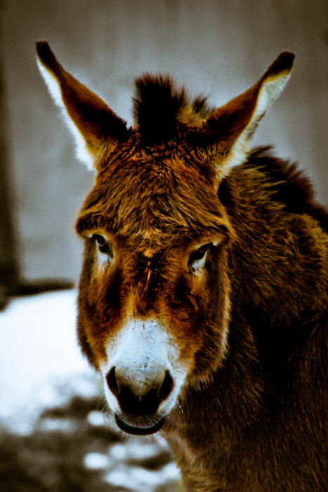 Dapple Donkey Esel