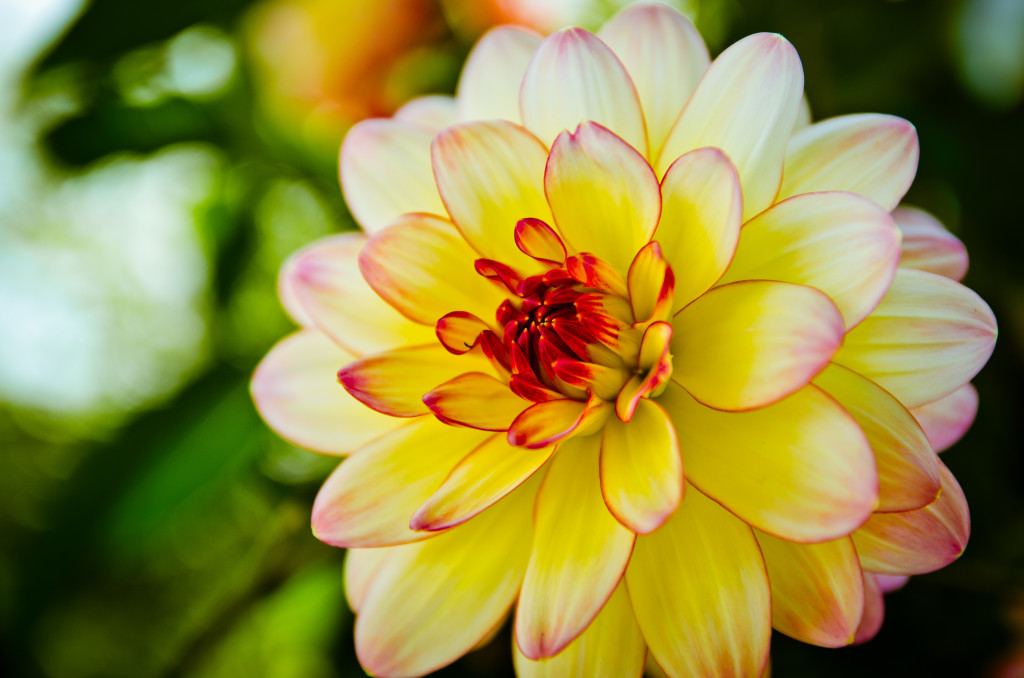 Gold Flower Blume Macro Makro