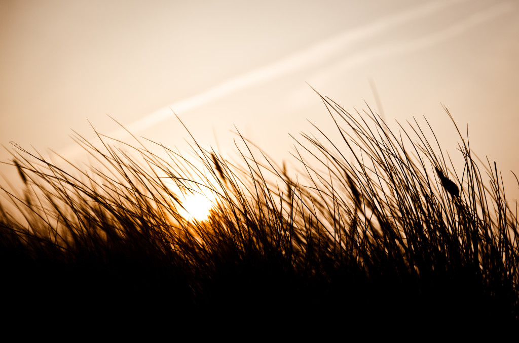 Grassroots Movement Fehmarn Sunset Sonnenuntergang Macro Makro