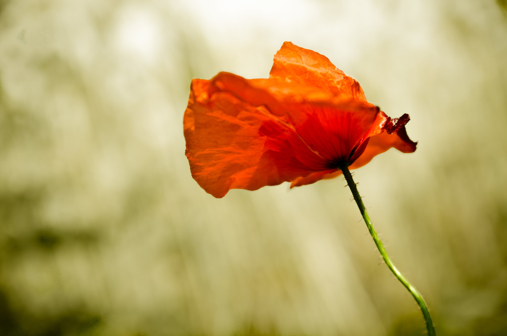 Last man standing Poppy Flower Mohnblume Blume Field Feld Plant Pflanze Summer Sommer