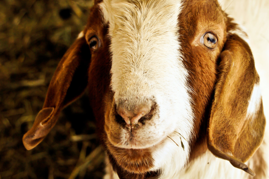 Rectangular Goat Ziege