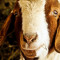 Rectangular Goat Ziege