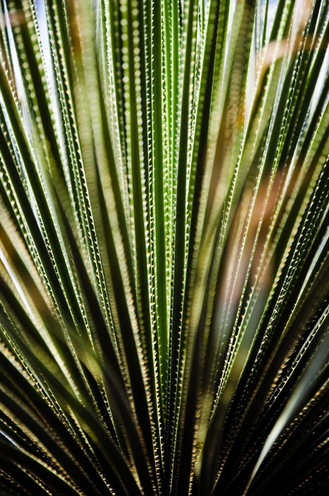 Sharp and Spiky Botanical Garden Kiel Botanischer Garten Cactus Kaktus Macro Makro