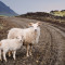 Stubbornness Snaefellsnes Iceland Island Sheep Schaf Lamb Lamm