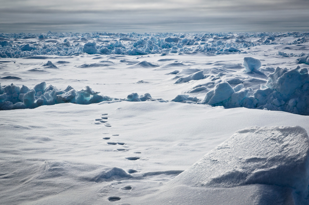 Tracks RV Polarstern Fram Strait Polar Bear Eisbär Arctic Arktis Ice Eis
