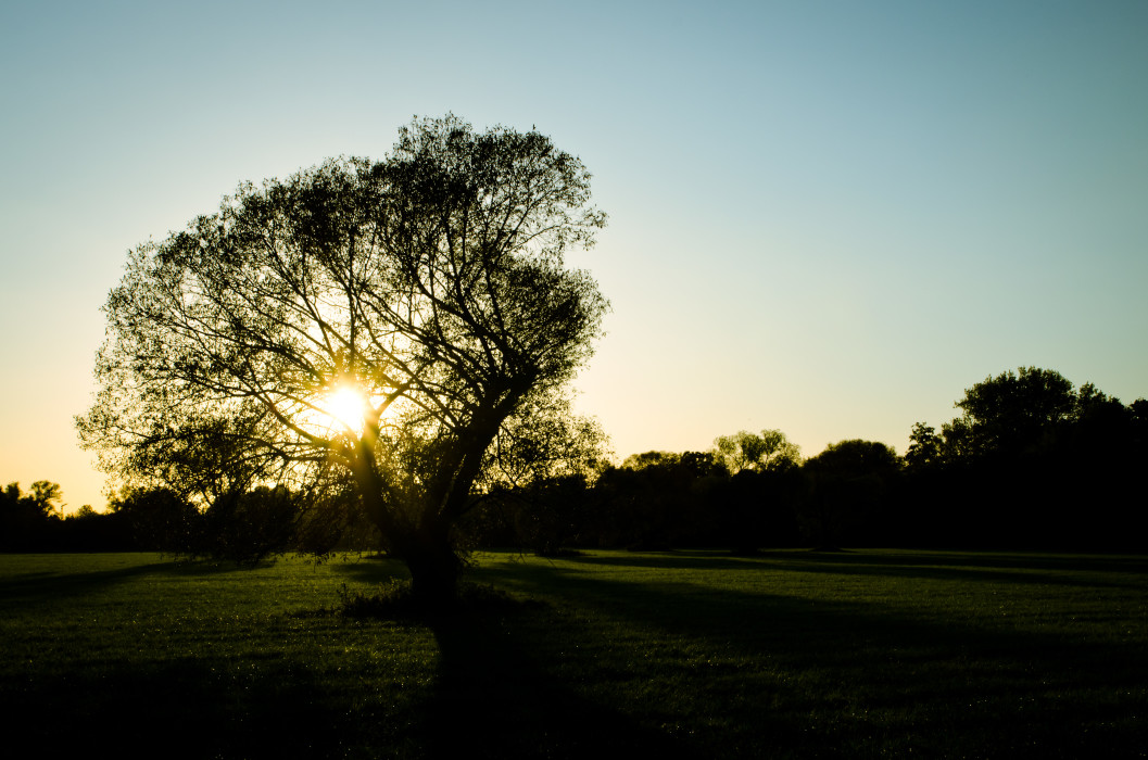 Tree of Light Sunset Sonnenuntergang Summer Sommer