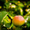 Upside down Apple Plants Pflanzen Fruit Frucht Macro Makro Summer Sommer