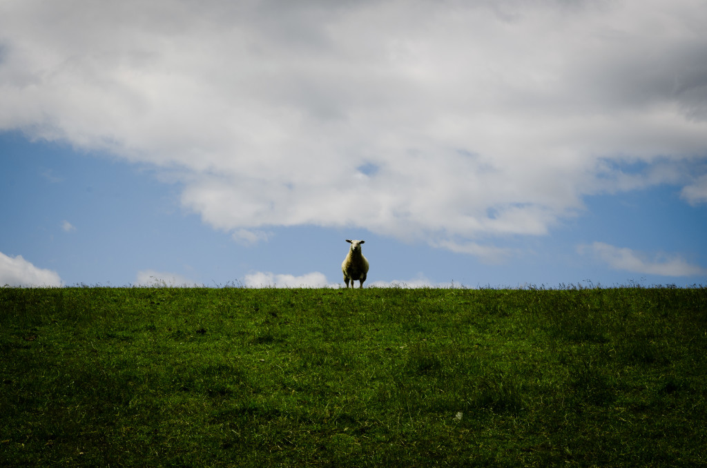 What's up Sheep Schaf Dyke Deich