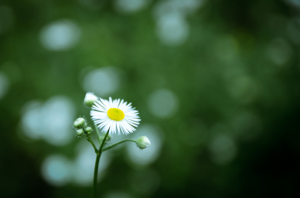 Yellow spot Plants Pflanzen Flower Blume Macro Makro Summer Sommer
